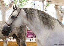 W CERVANTES DE LA ROSA, ORO EN SEMENTALES ADULTOS